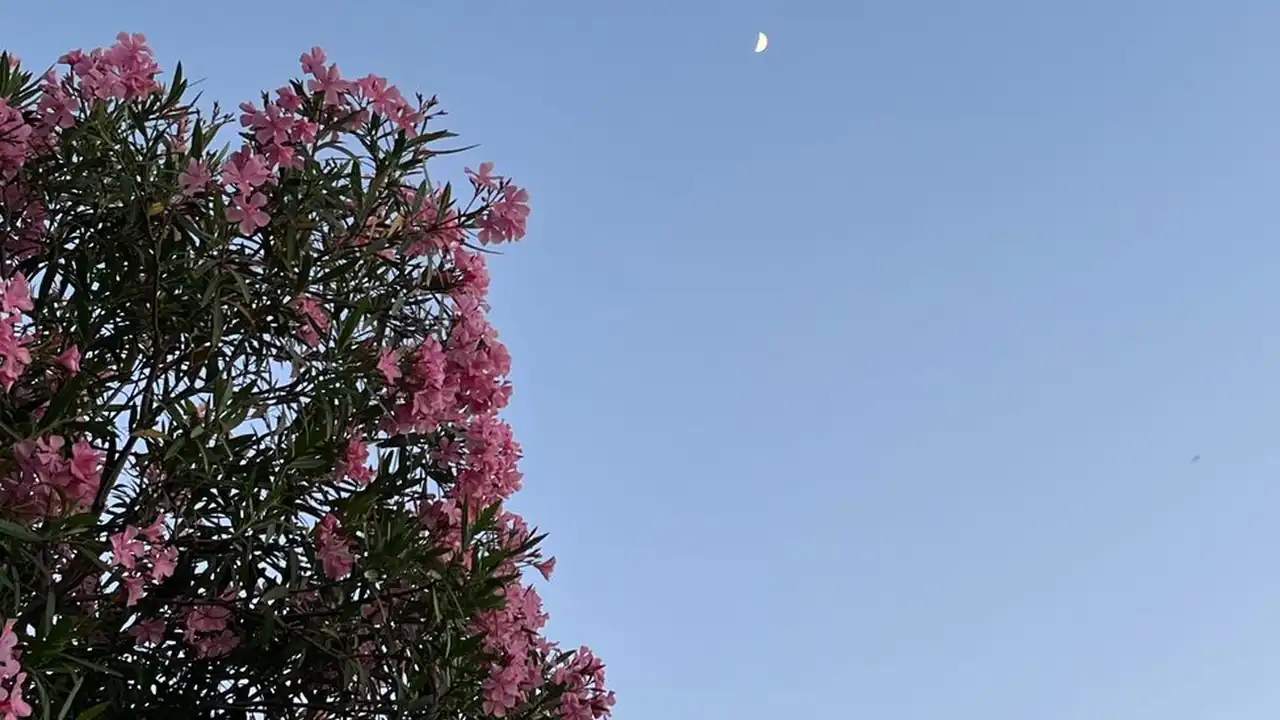 回复头像